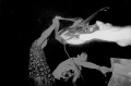 Thumbnail for version as of 00:57, 25 March 2024
